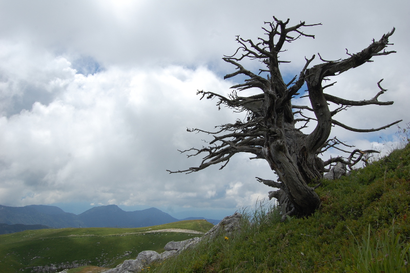 Dead tree Margeriaz